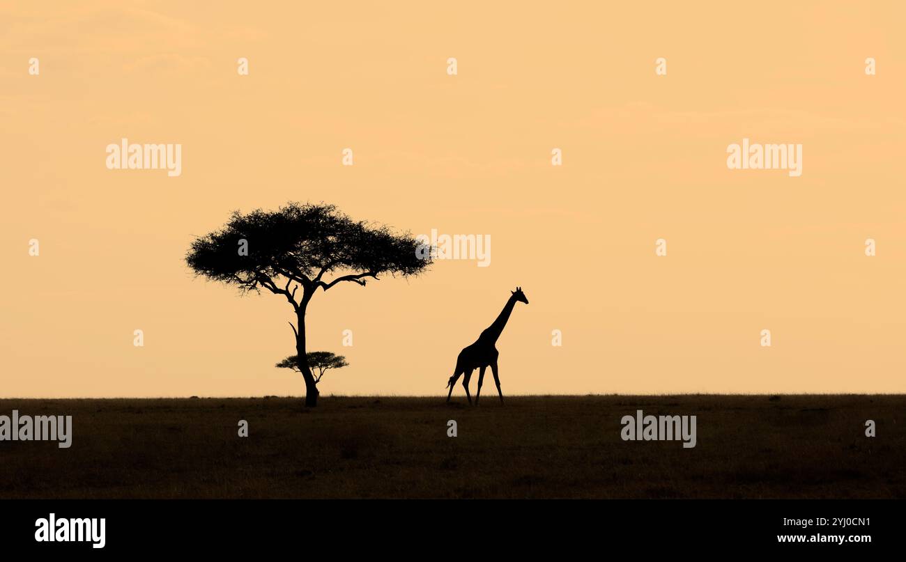 Giraffe e alberi di acacia hanno fatto risaltare l'Africa orientale con spazio per le copie Foto Stock