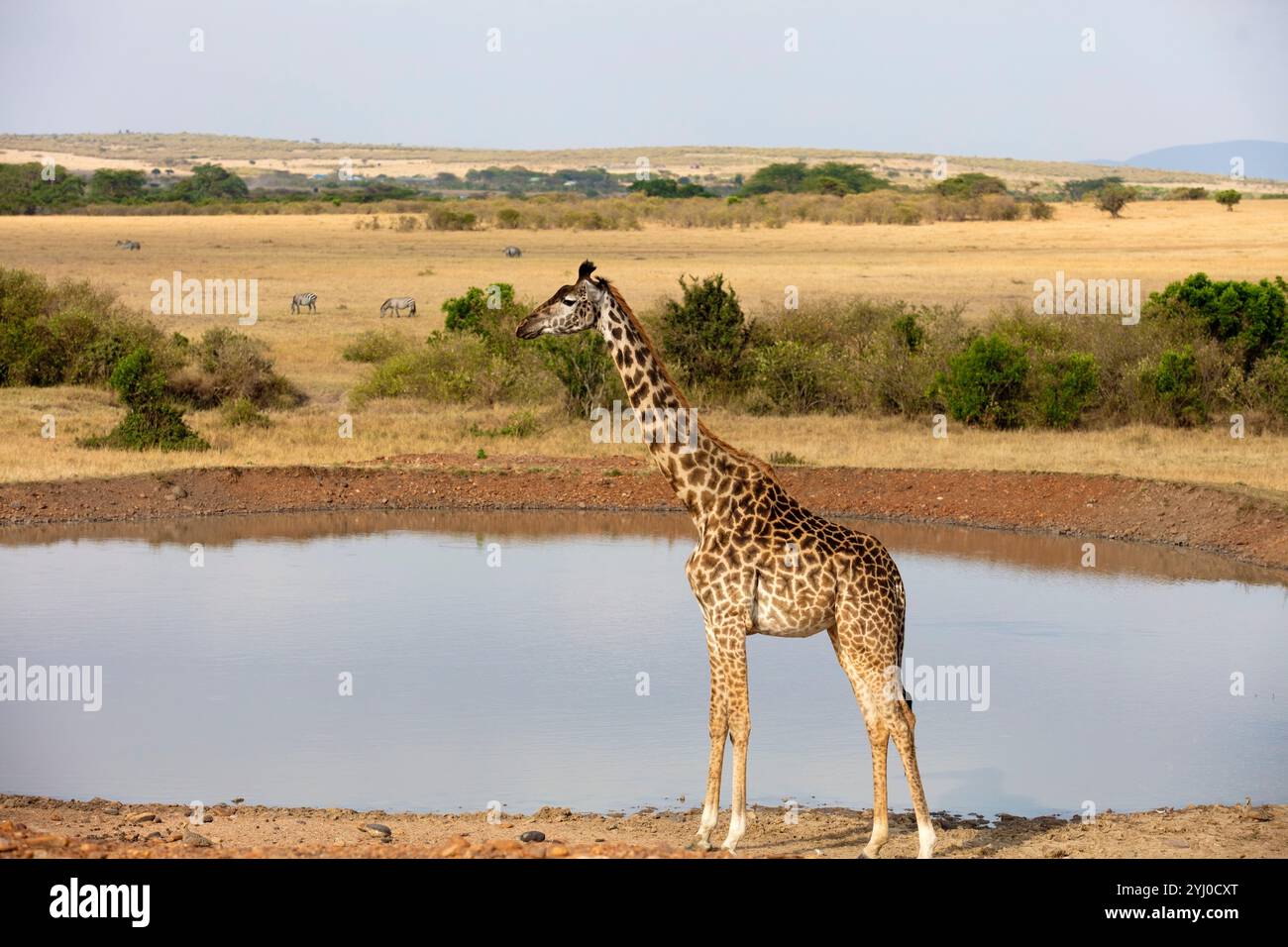 Giraffa a Waterhole nell'Africa orientale Foto Stock