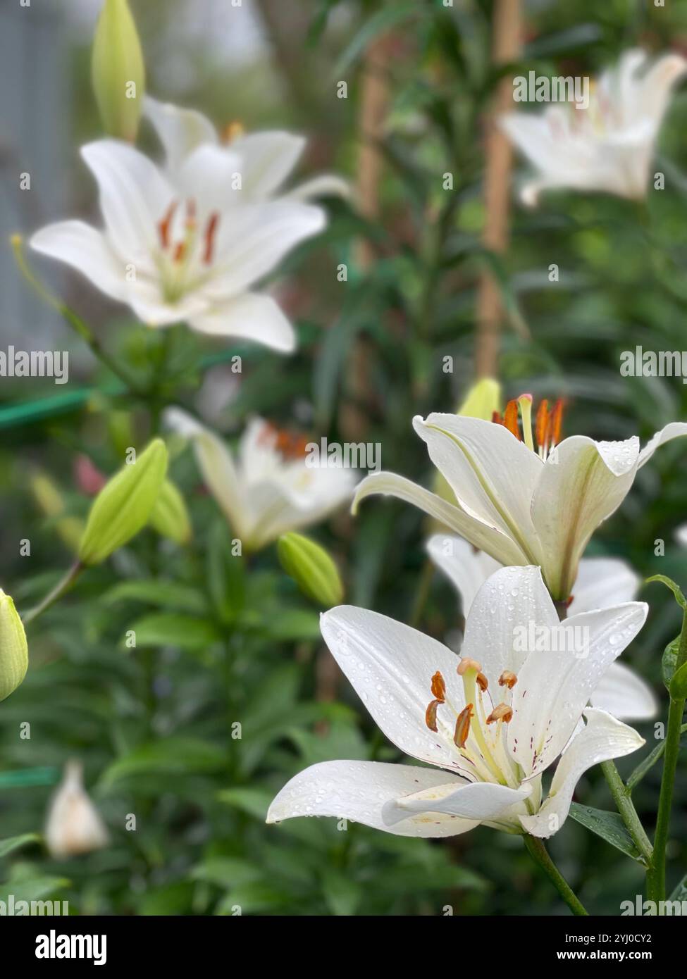 Primo piano delle bellissime gigli bianche della Madonna in piena fioritura, adagiate su uno sfondo lussureggiante - Immagine stock catturata con smartphone