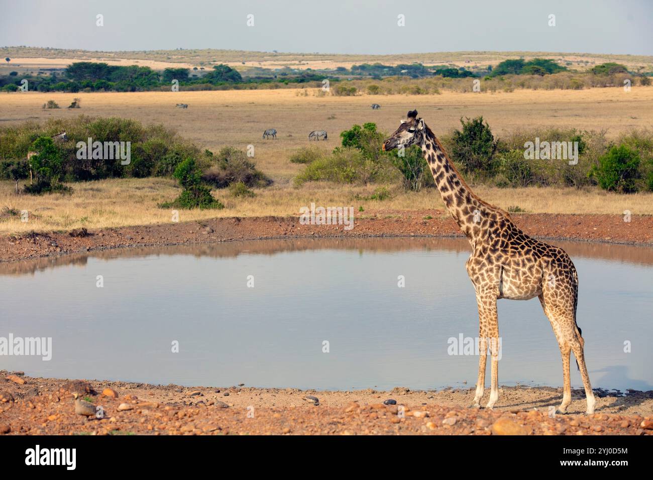 Giraffa a Waterhole nell'Africa orientale Foto Stock