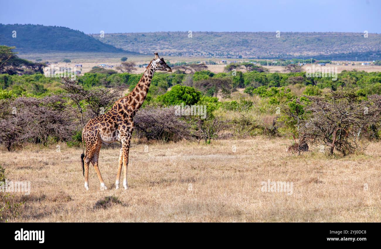 Giraffa nella riserva naturale Masai Mara Kenya, Africa Foto Stock