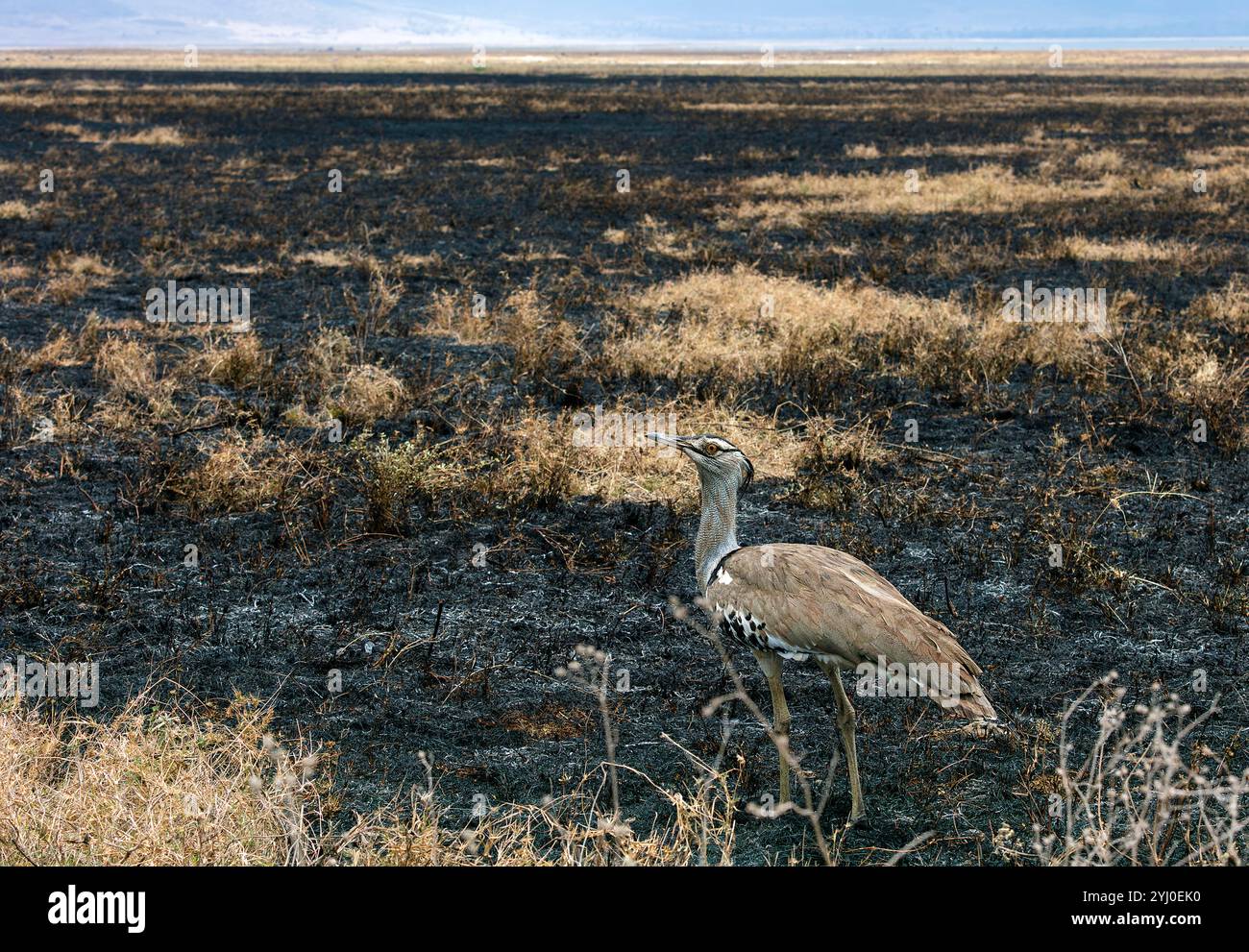 Kori Bustard, nell'Africa Orientale bruciata Foto Stock