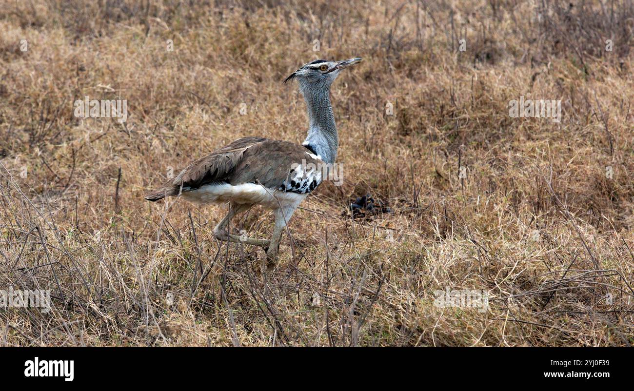 Kori Bustard nell'Africa orientale Foto Stock