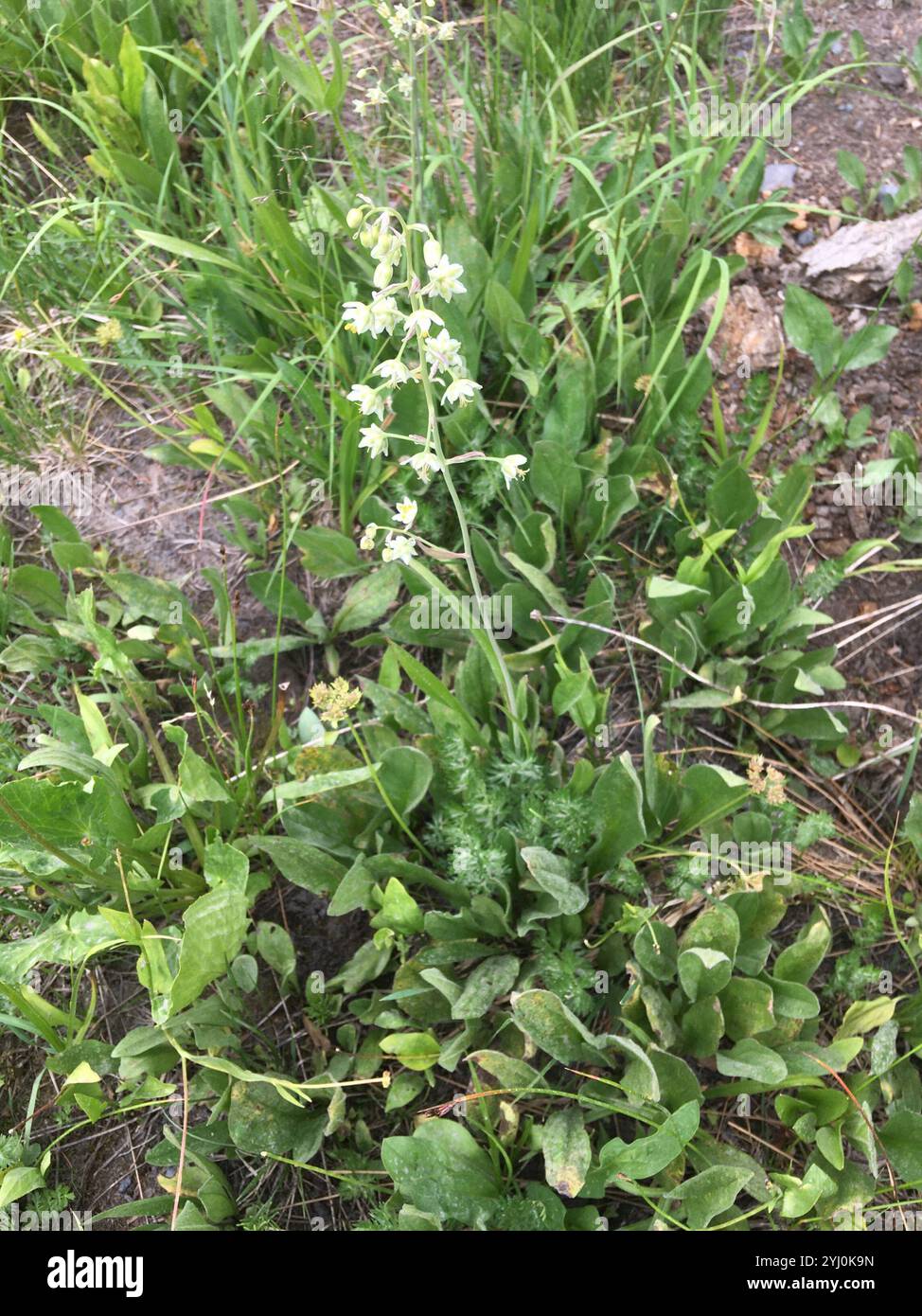 Monte Deathcamas (Anticlea elegans) Foto Stock