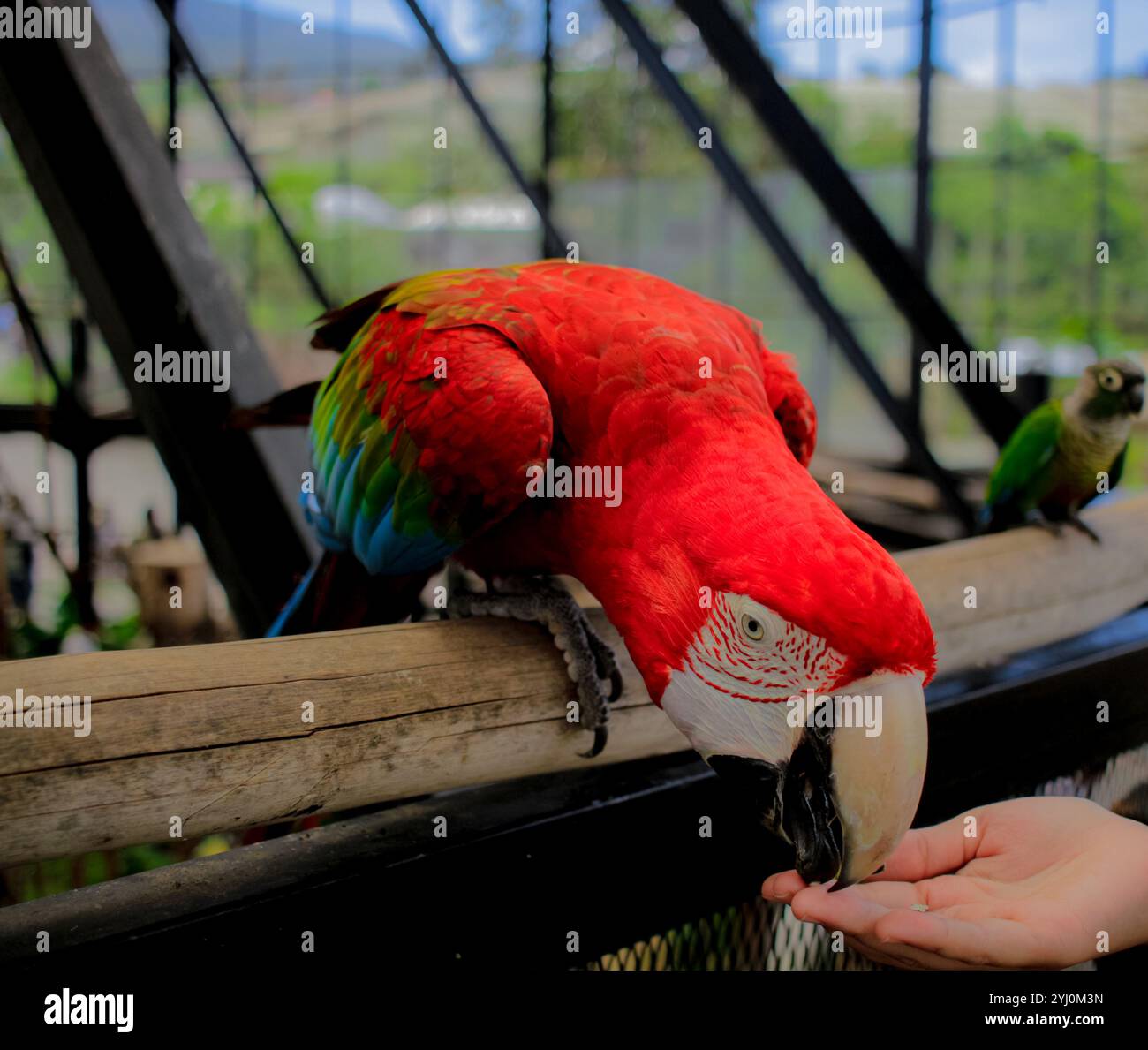 Un vibrante Scarlet Macaw si allontana per prendere un regalo da una mano umana. Le sue piume rosse, blu e gialle brillanti creano un contrasto straordinario contro il loro Foto Stock