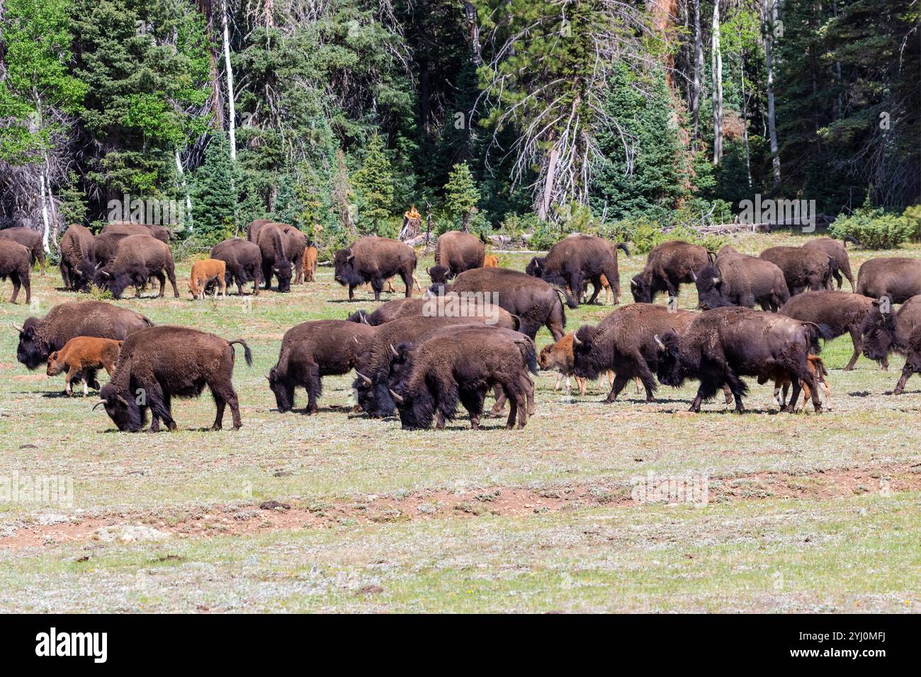 Mandria di bisonti delle pianure americane (bisonti bisonti bisonti bisonti bisonti bisonti bisonti bisonti bisonti bisonti bisonti bisonti bisonti bisonti) Foresta sullo sfondo. Foto Stock Mandria di bisonti delle pianure americane (bisonti bisonti bisonti bisonti bisonti bisonti bisonti bisonti bisonti bisonti bisonti bisonti bisonti bisonti) Foresta sullo sfondo. Foto Stock