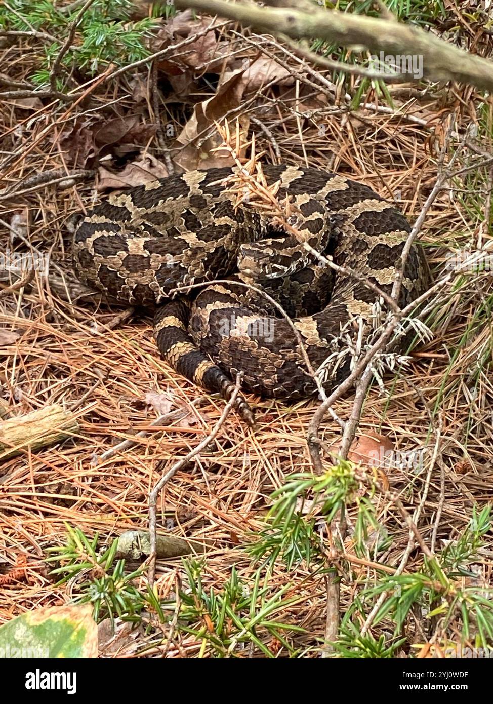 Massasauga (Sistrurus catenatus) Foto Stock