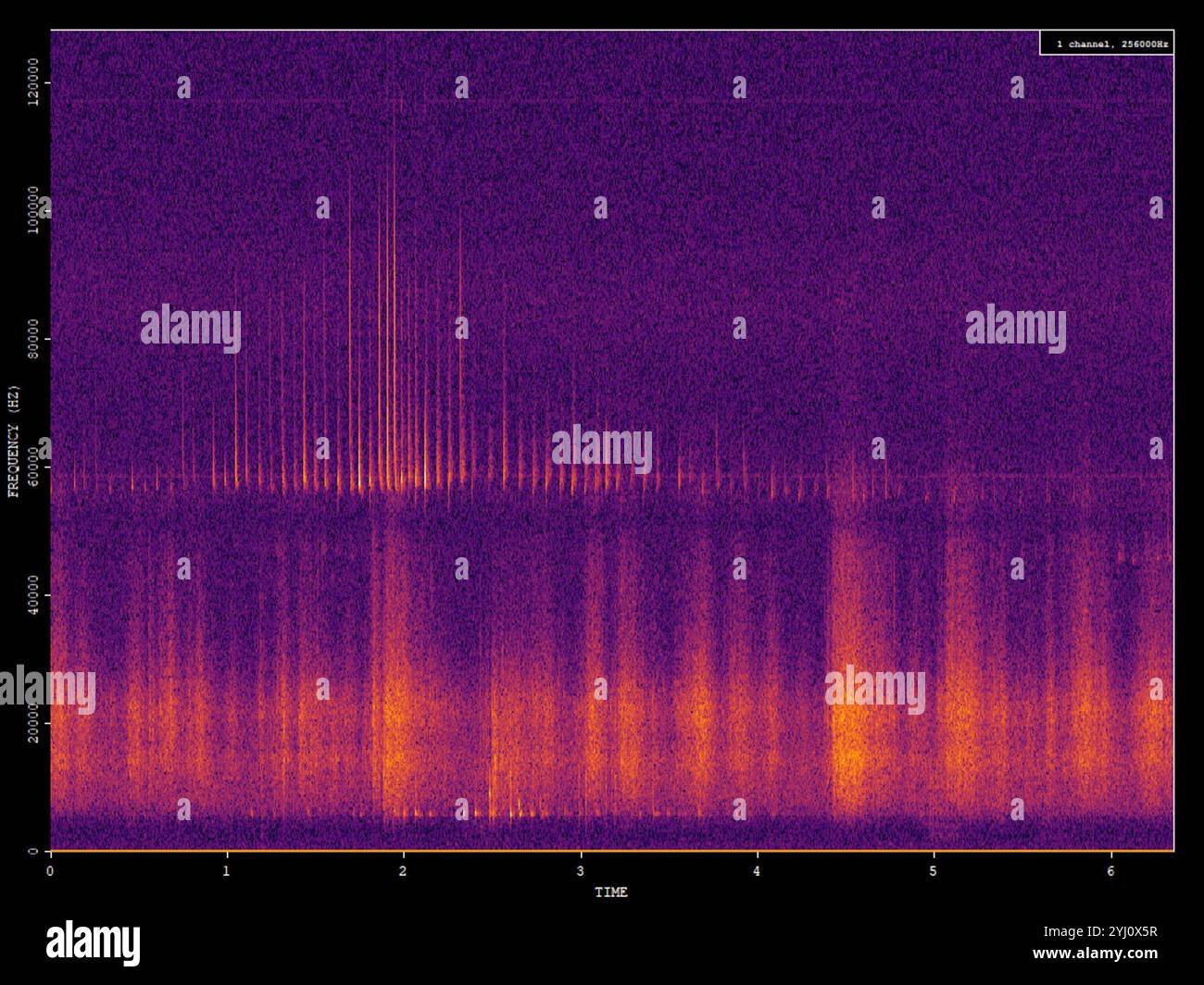 Pipistrelle pigmeo (Pipistrellus pygmaeus) Foto Stock