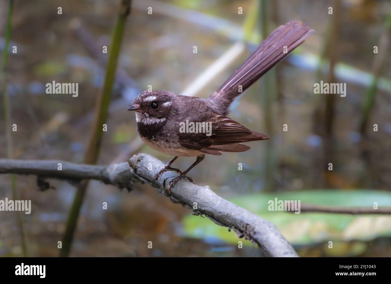 Un fantail grigio arroccato su un ramo d'albero Foto Stock