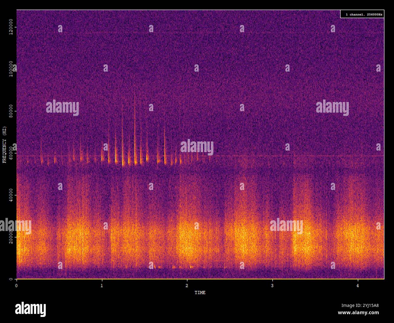 Pipistrelle pigmeo (Pipistrellus pygmaeus) Foto Stock