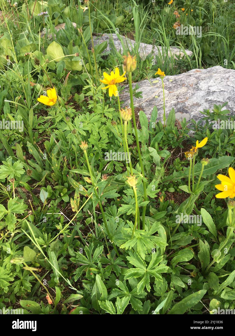 Arnica a foglia larga (Arnica latifolia) Foto Stock