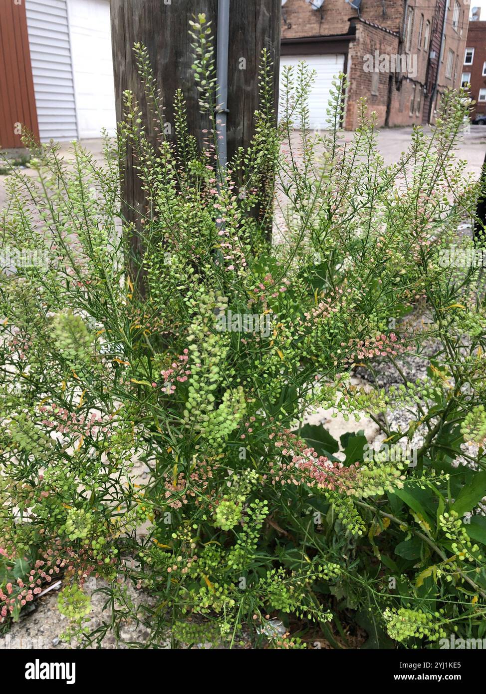 Erbaccia pepata della Virginia (Lepidium virginicum) Foto Stock