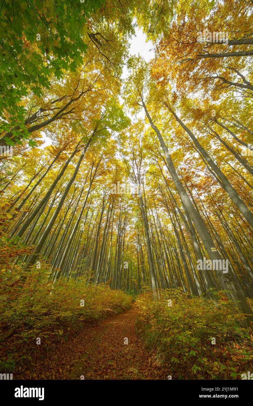 Guardando in alto attraverso un baldacchino della foresta in autunno, con alberi che mostrano vibranti sfumature di verde, giallo e arancione. Le foglie creano un caldo e colorato ce Foto Stock