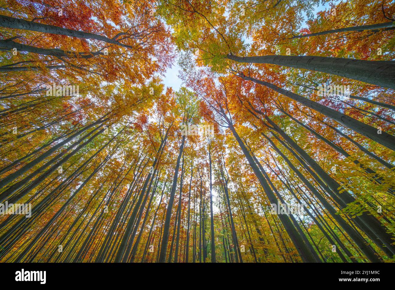 Guardando in alto attraverso un baldacchino della foresta in autunno, con alberi che mostrano vibranti sfumature di verde, giallo e arancione. Le foglie creano un caldo e colorato ce Foto Stock