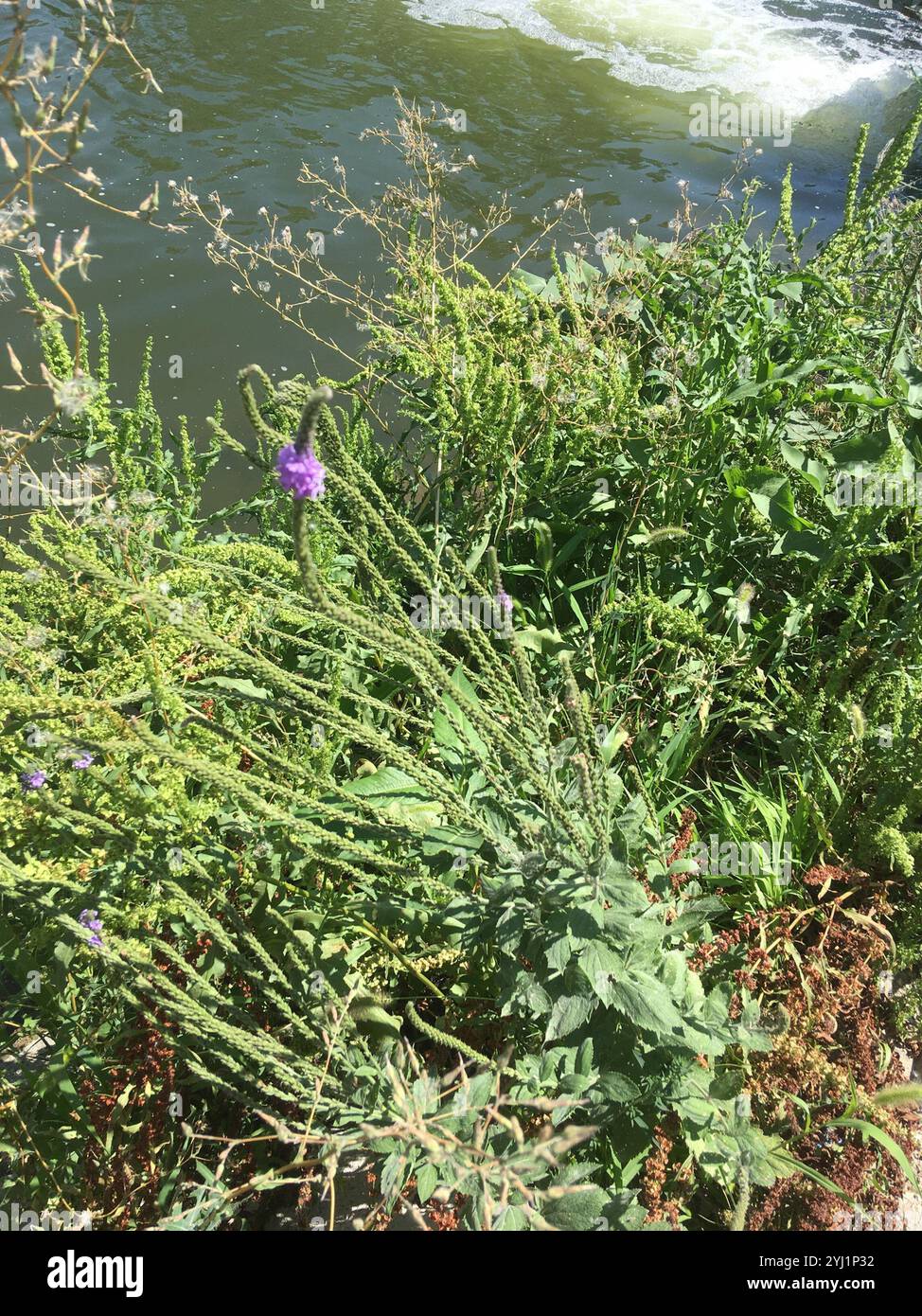 Verbena stricta (Verbena stricta) Foto Stock