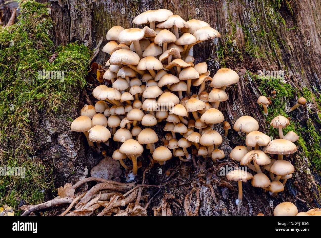 Ecosistema di funghi. Arazzo collettivo di funghi, funghi simbiotici e muschio su un tronco intemprato. Fiorente comunità fungina adornata da un albero muschio Foto Stock