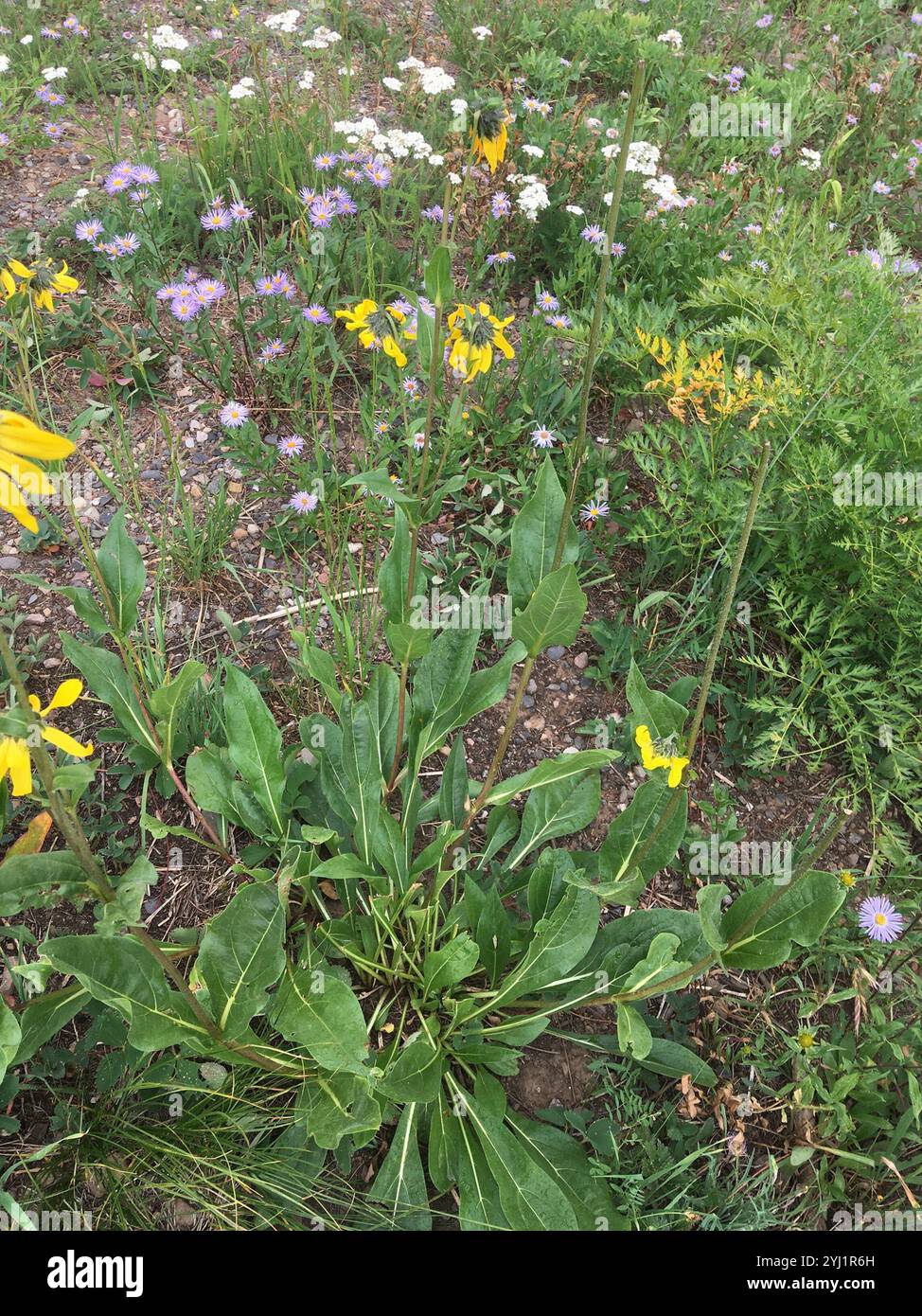 Annuire Nano Girasole (Helianthella quinquenervis) Foto Stock