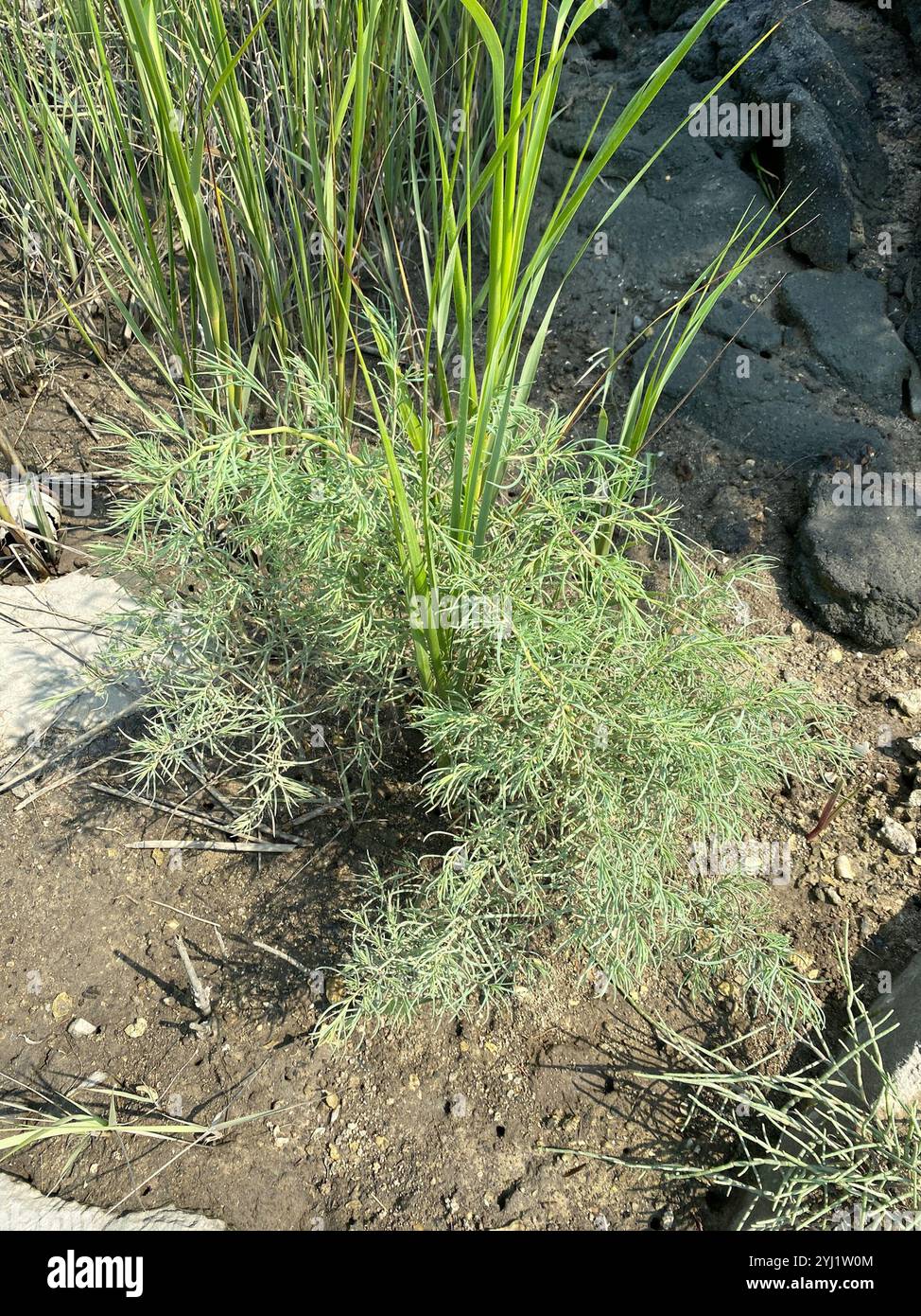 Alghe erbacee (Suaeda maritima) Foto Stock