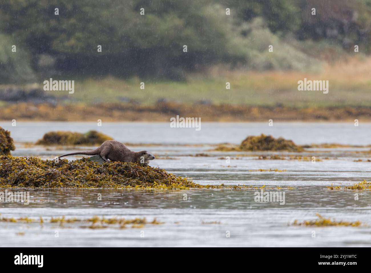 Lontra di mare [ Enhydra lutris ] su rocce coperte di alghe in forte pioggia, Isola di Mull, Scozia Foto Stock