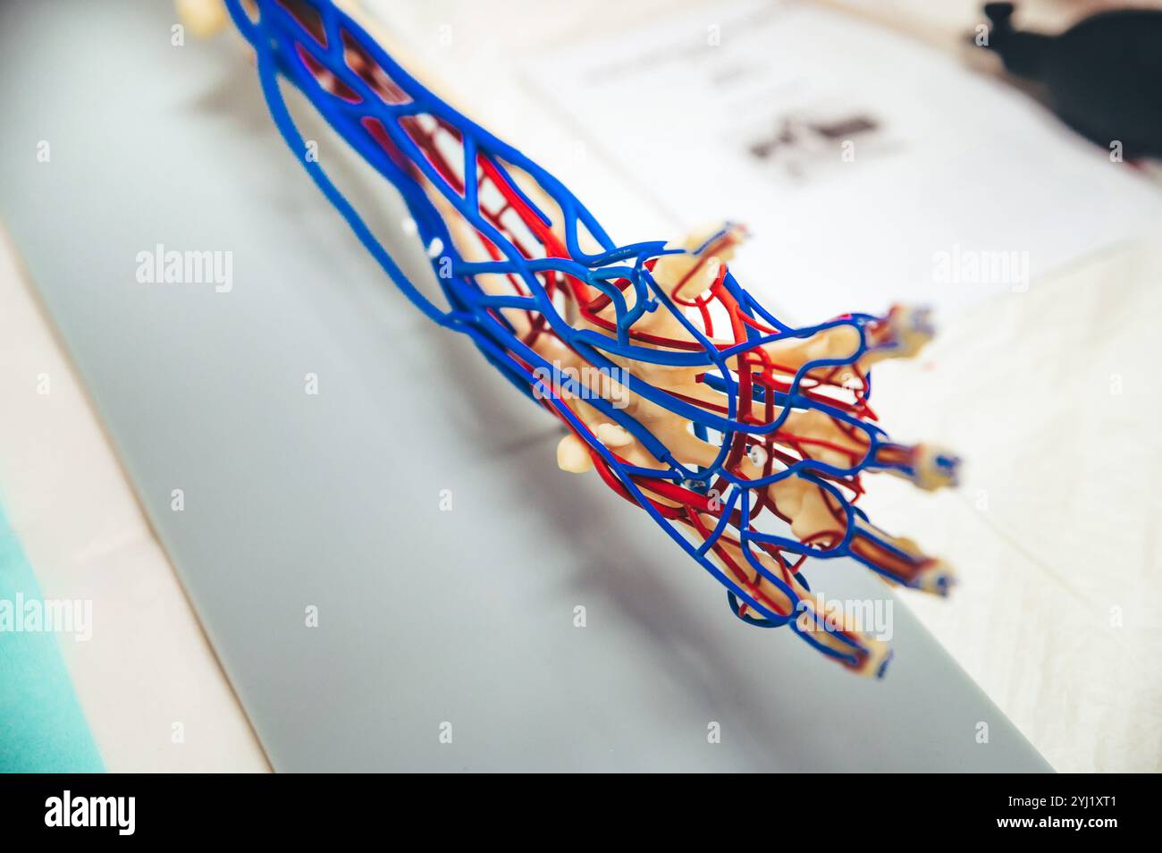 Modello di mano umana artificiale con vene rosse e blu per l'educazione medica, assistendo medici, medici e studenti di medicina nell'apprendimento del circo del sangue Foto Stock
