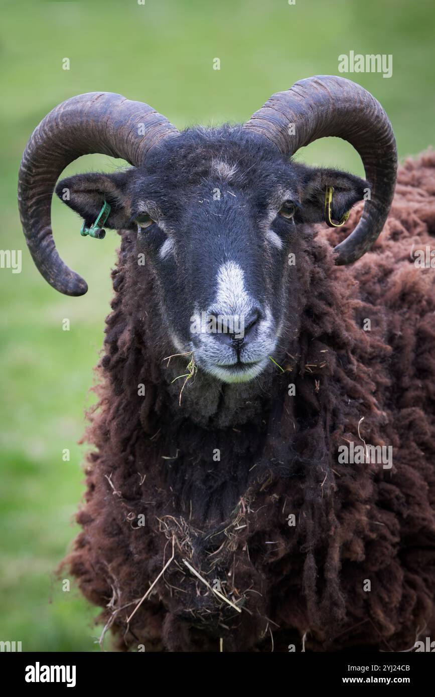 Soay Sheep [ Ovis Aires ] a Wildwood nel Devon, Regno Unito Foto Stock