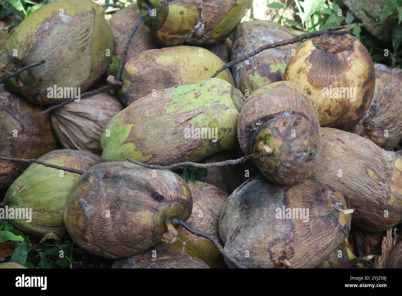 Noce di cocco non guasta che riposa nel suo stato naturale, mostra la sua buccia fibrosa esterna e i toni marroni terrosi. Perfetto per cibo, agricoltura e sostenibilità Foto Stock
