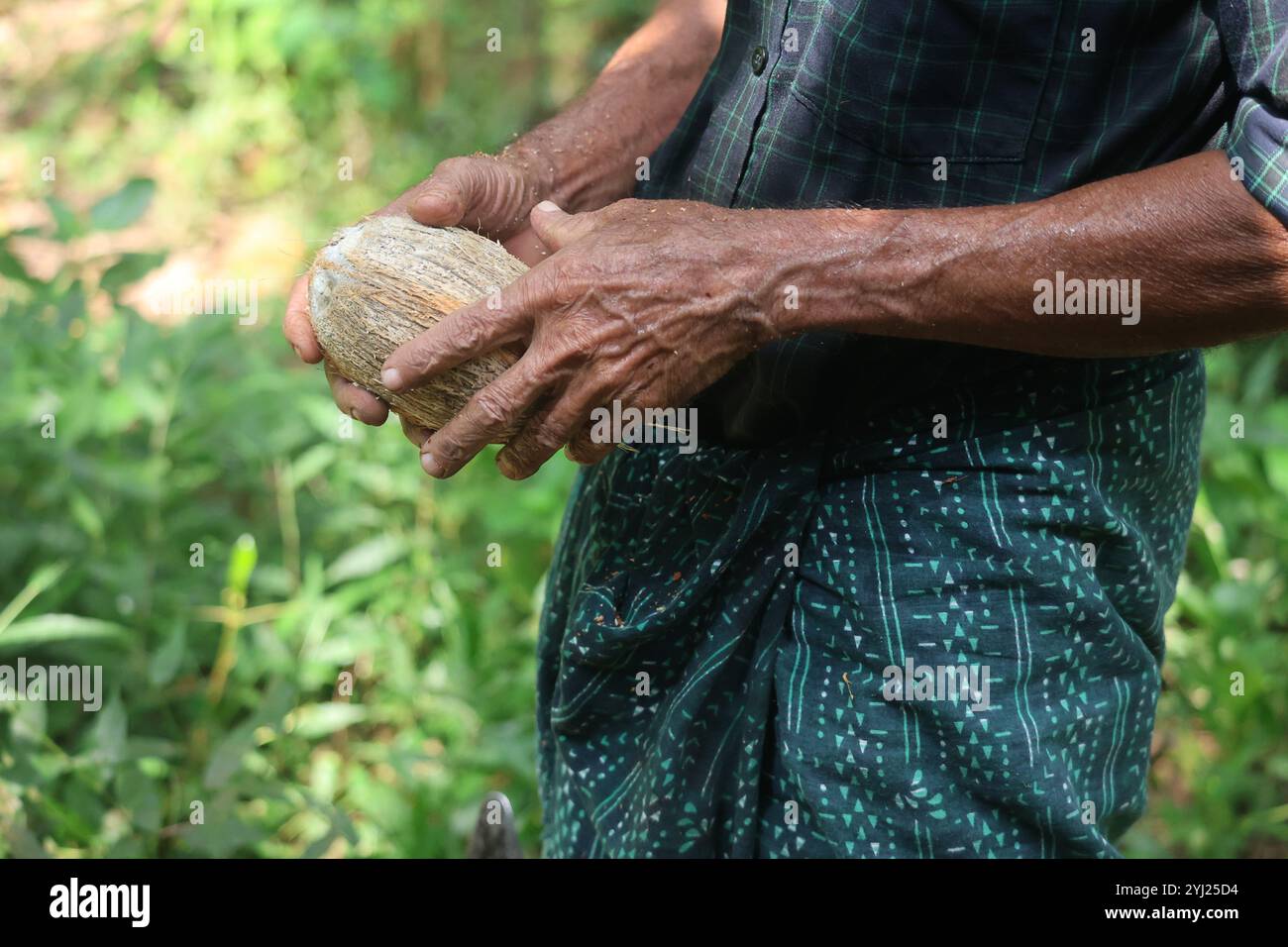 Un agricoltore che detiene una noce di cocco semigreggio dopo la rimozione della sua buccia Foto Stock