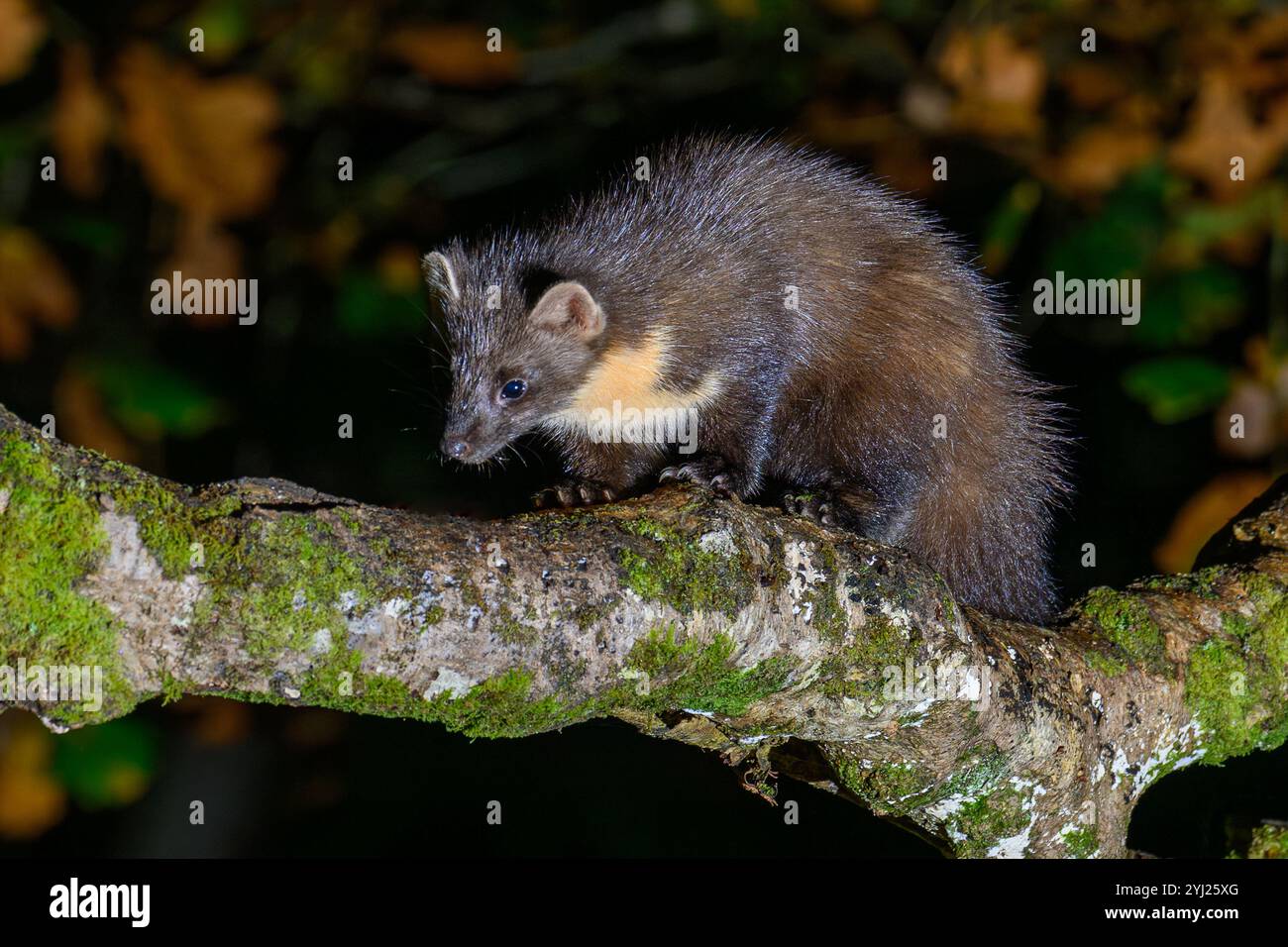 Pine Marten nella foresta di Dyfi in Galles Foto Stock