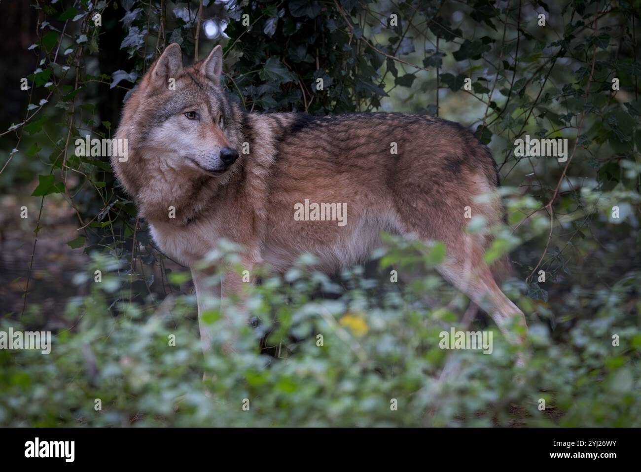 European Wolf [ Canis lupus lupis ] a Wildwood nel Devon, Regno Unito Foto Stock