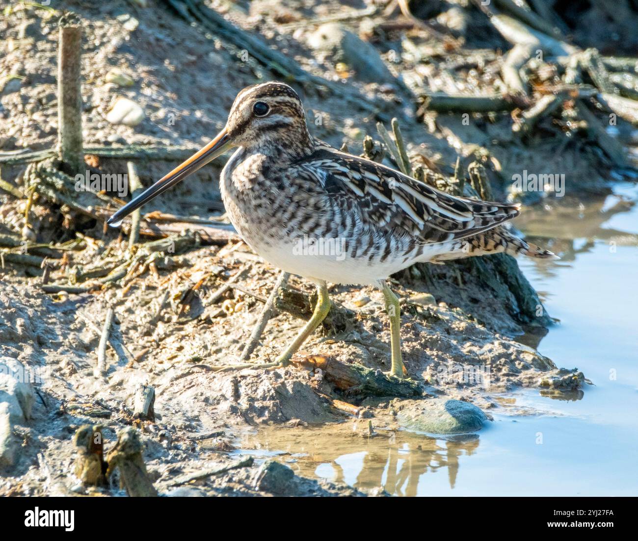 Nipe comune (Gallinago gallinago) Agia Varvara, Cipro. Foto Stock