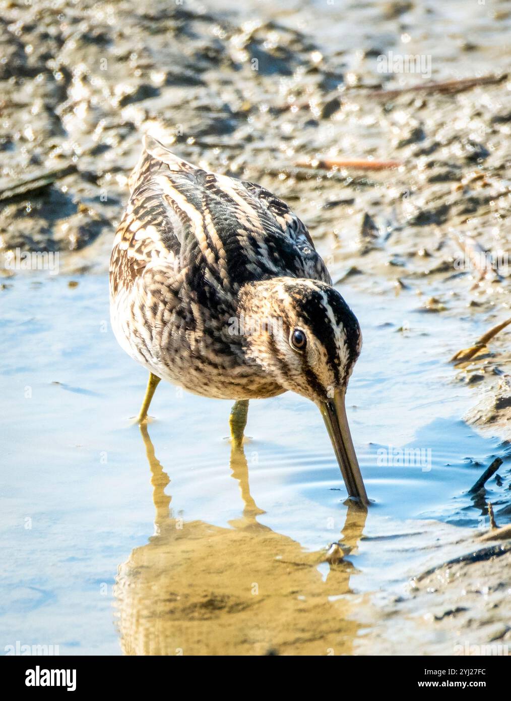 Nipe comune (Gallinago gallinago) Agia Varvara, Cipro. Foto Stock