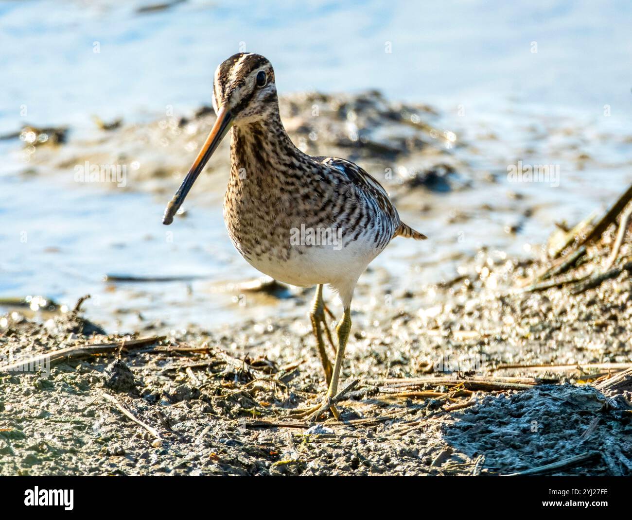 Nipe comune (Gallinago gallinago) Agia Varvara, Cipro. Foto Stock
