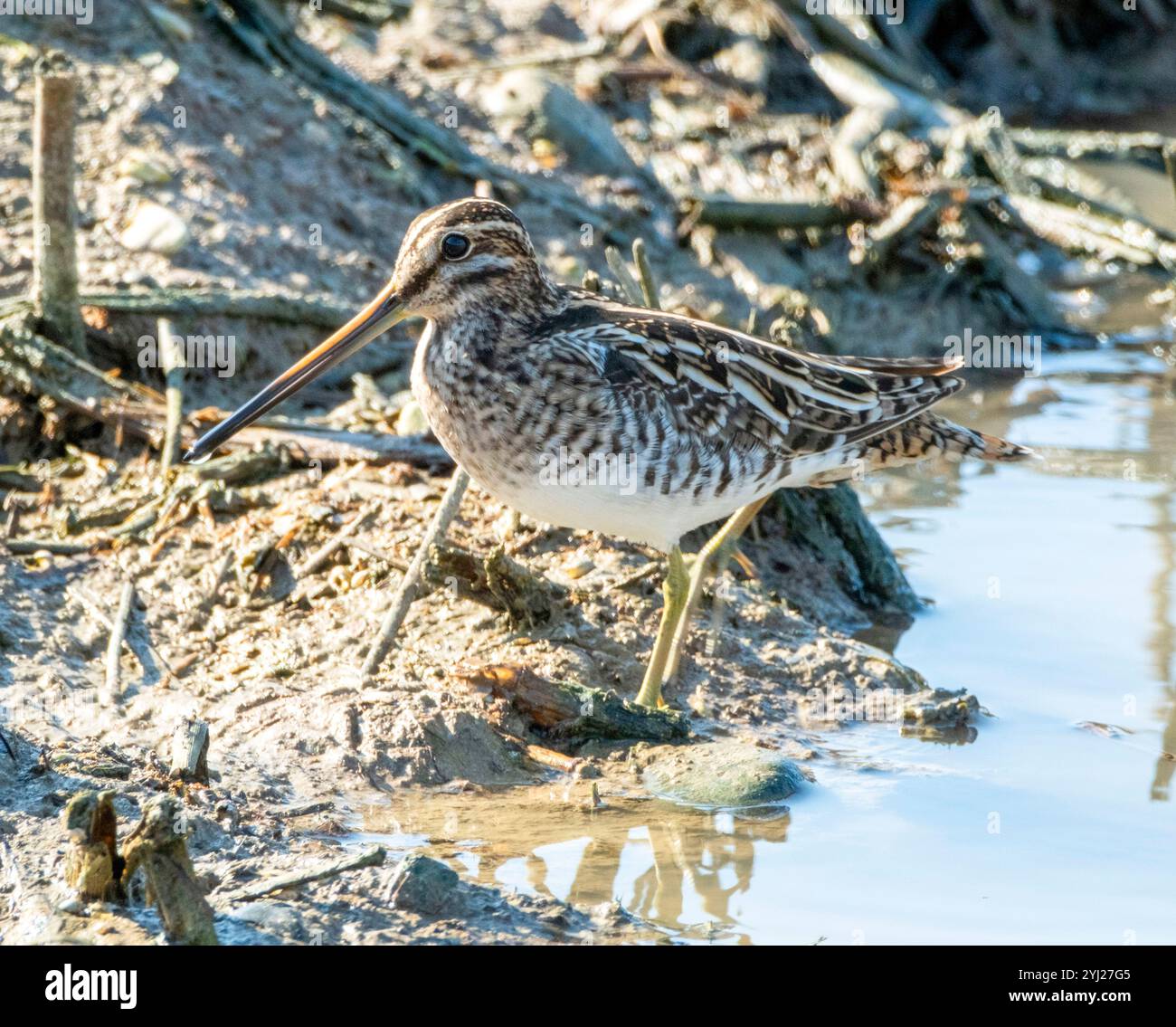 Nipe comune (Gallinago gallinago) Agia Varvara, Cipro. Foto Stock