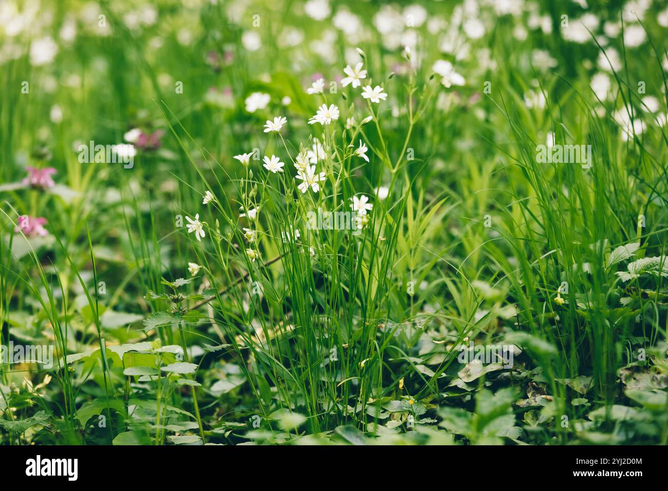 Lanceolato di Chickweed (Stellaria holostea L.). Fiori primaverili bianchi nella foresta, la bellezza delle erbe medicinali. Foto Stock