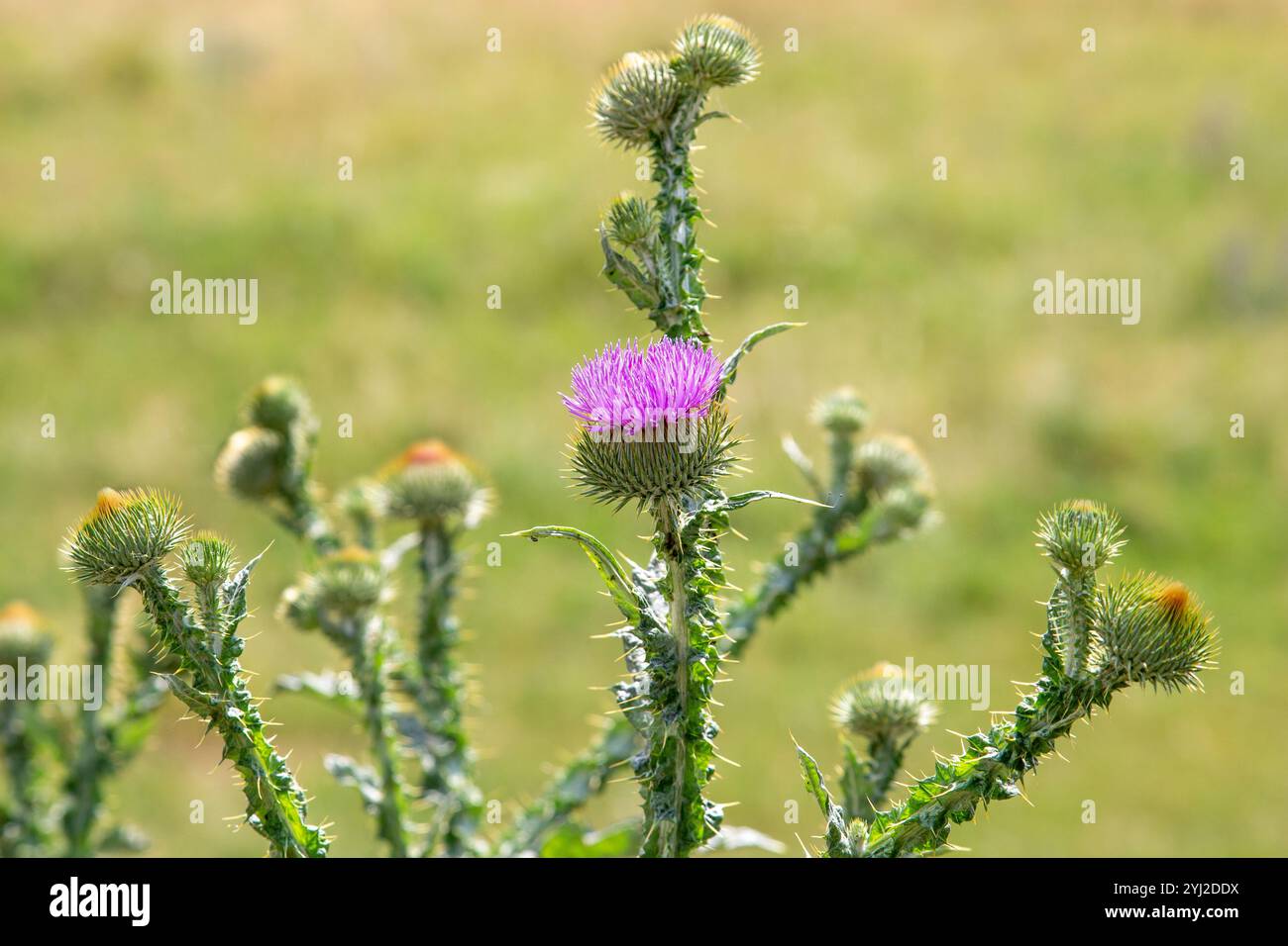 Beato cardo fiori in un campo, da vicino. Il cardo di Santa Maria fiorisce in un prato. Erboristeria Silybum marianum, cardo di Maria, cardo di Maria Foto Stock