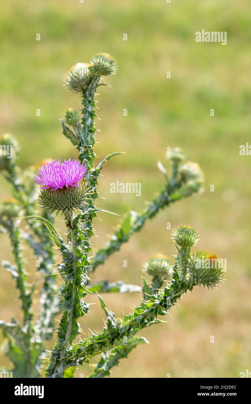 Beato cardo fiori in un campo, da vicino. Il cardo di Santa Maria fiorisce in un prato. Erboristeria Silybum marianum, cardo di Maria, cardo di Maria Foto Stock