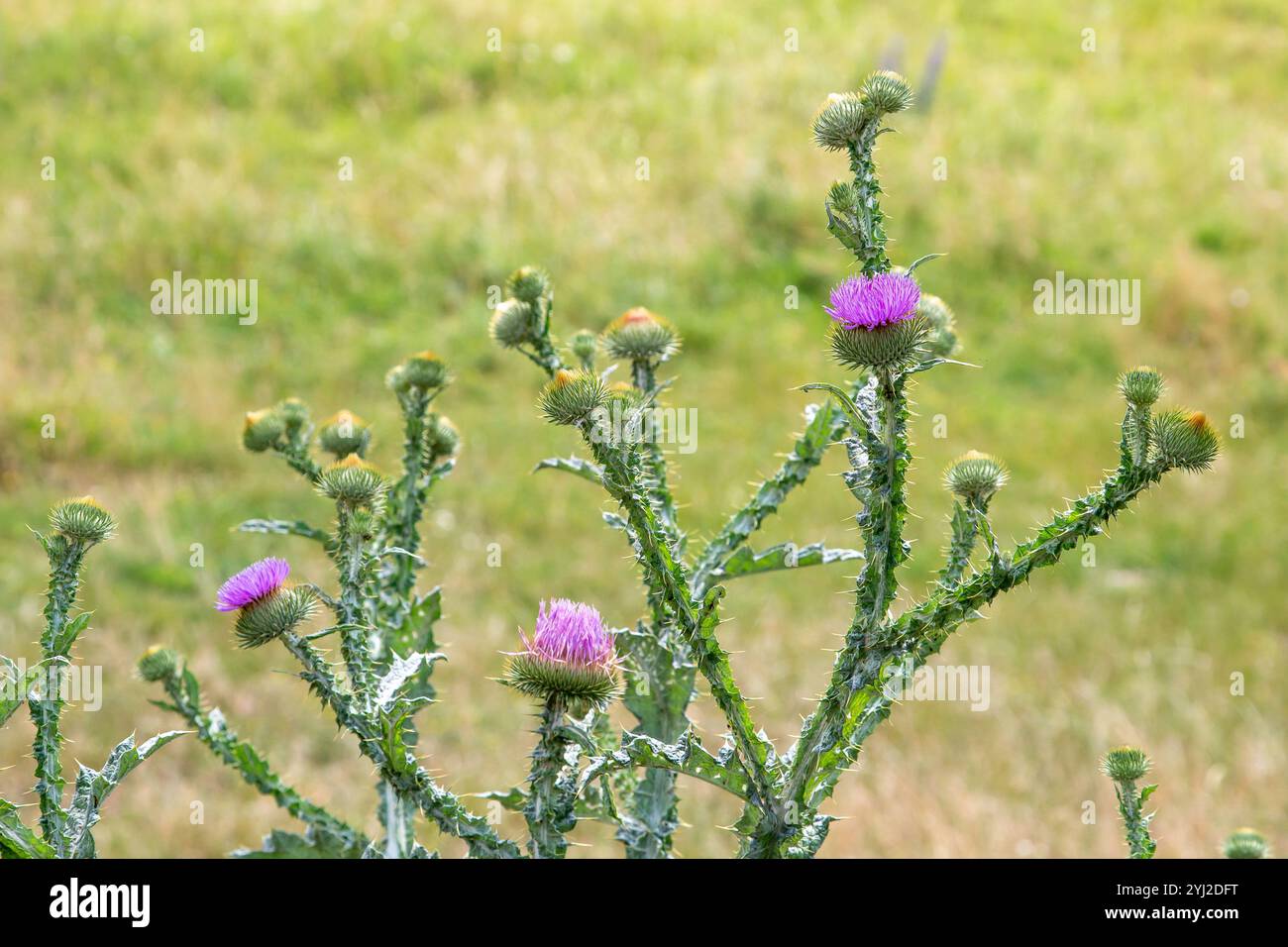Beato cardo fiori in un campo, da vicino. Il cardo di Santa Maria fiorisce in un prato. Erboristeria Silybum marianum, cardo di Maria, cardo di Maria Foto Stock
