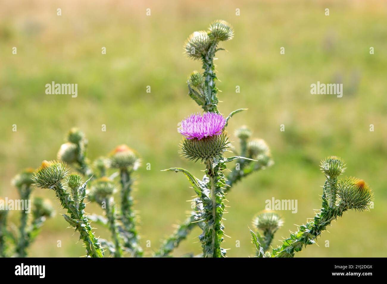 Beato cardo fiori in un campo, da vicino. Il cardo di Santa Maria fiorisce in un prato. Erboristeria Silybum marianum, cardo di Maria, cardo di Maria Foto Stock