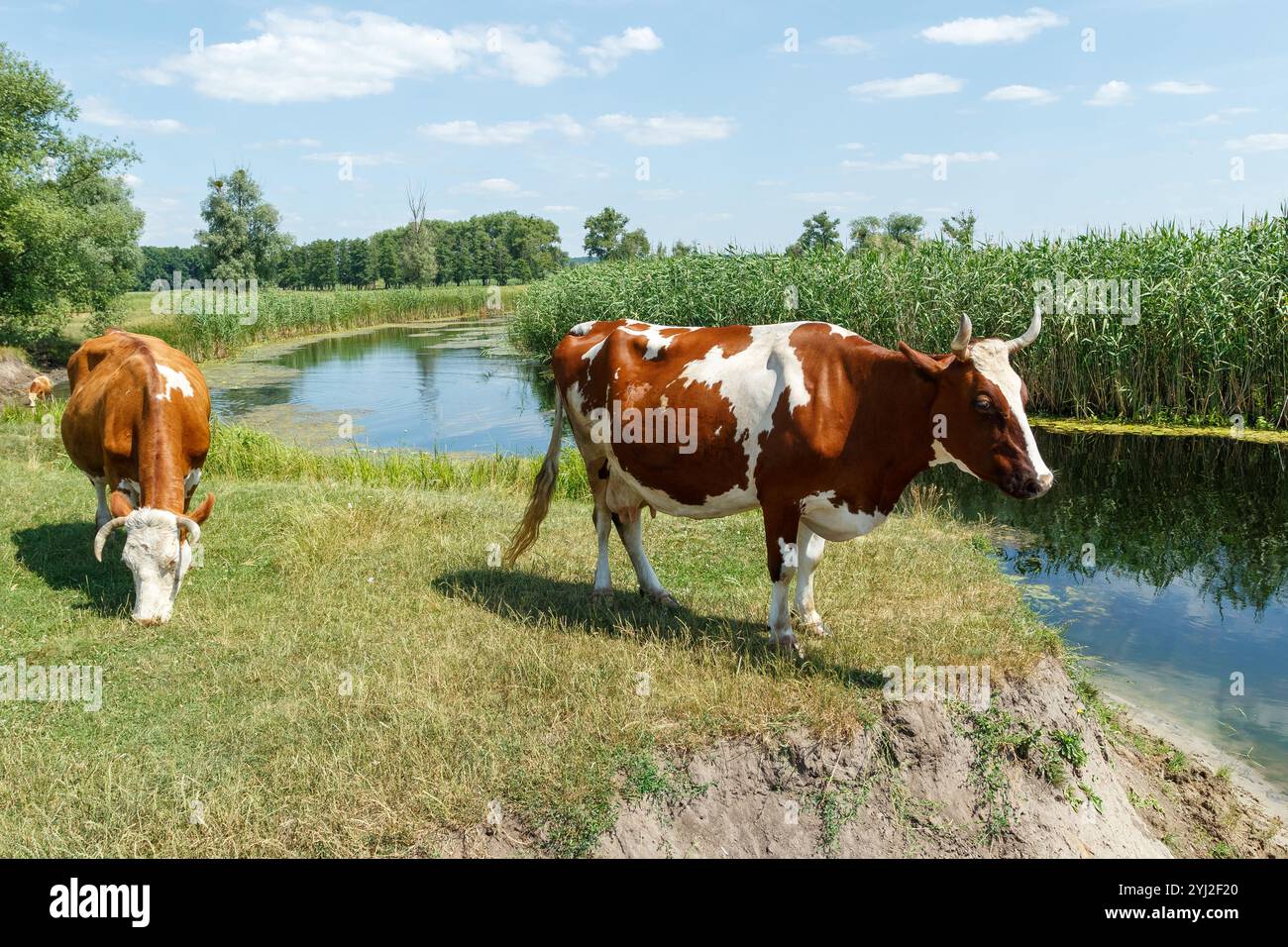 Un paio di mucche vicino al fiume. Due mucche pascolano su un prato verde vicino a uno stagno Foto Stock