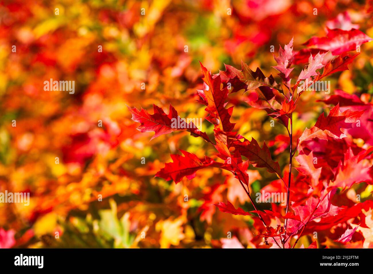 Primo piano di foglie di quercia rossa sul ramo con sfondo sfocato. Quercia rossa brillante. Foto Stock