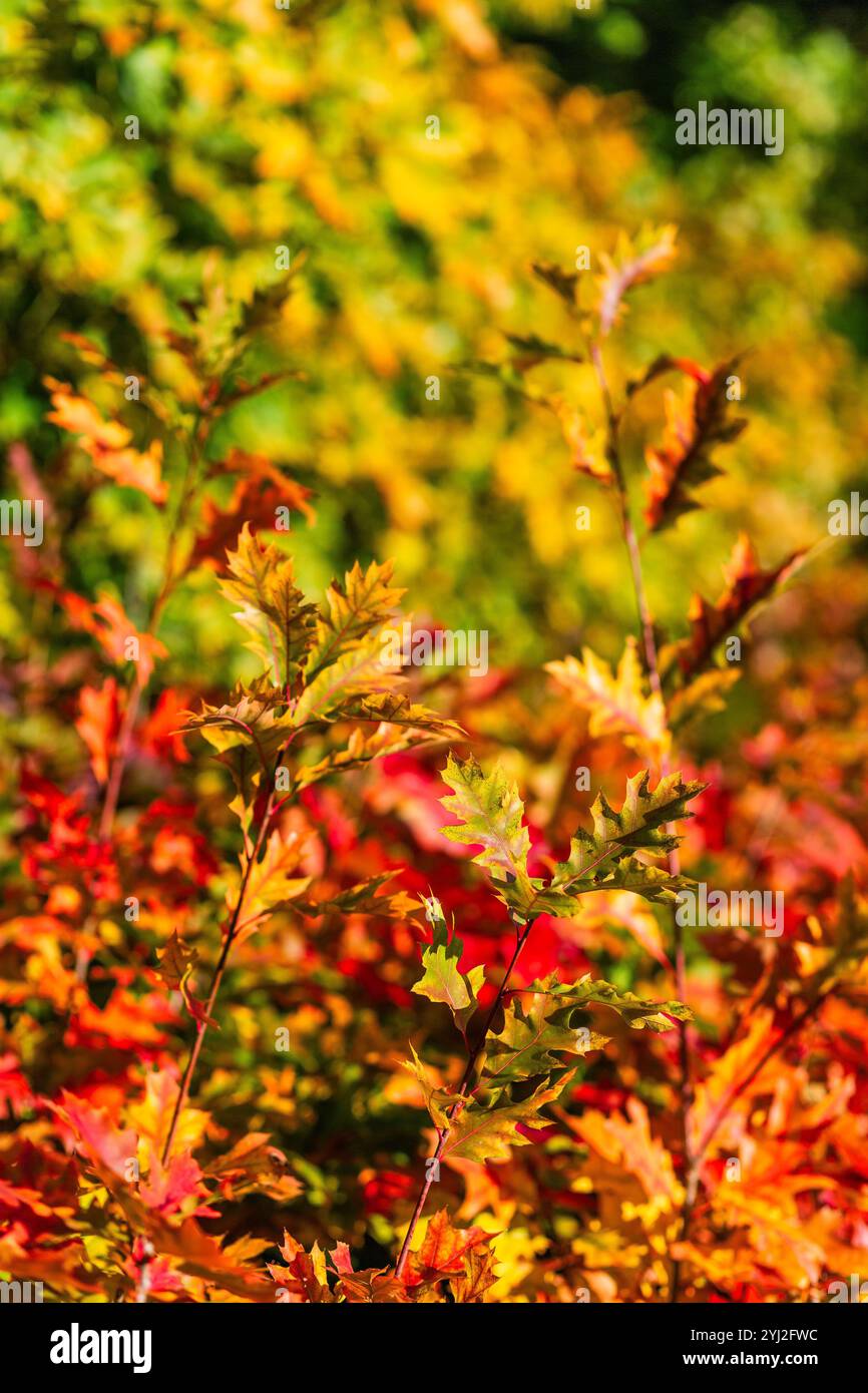 Primo piano di foglie di quercia verde e rossa su un ramo con sfondo sfocato, che cambia colore in autunno. Quercia rossa brillante. Foto Stock