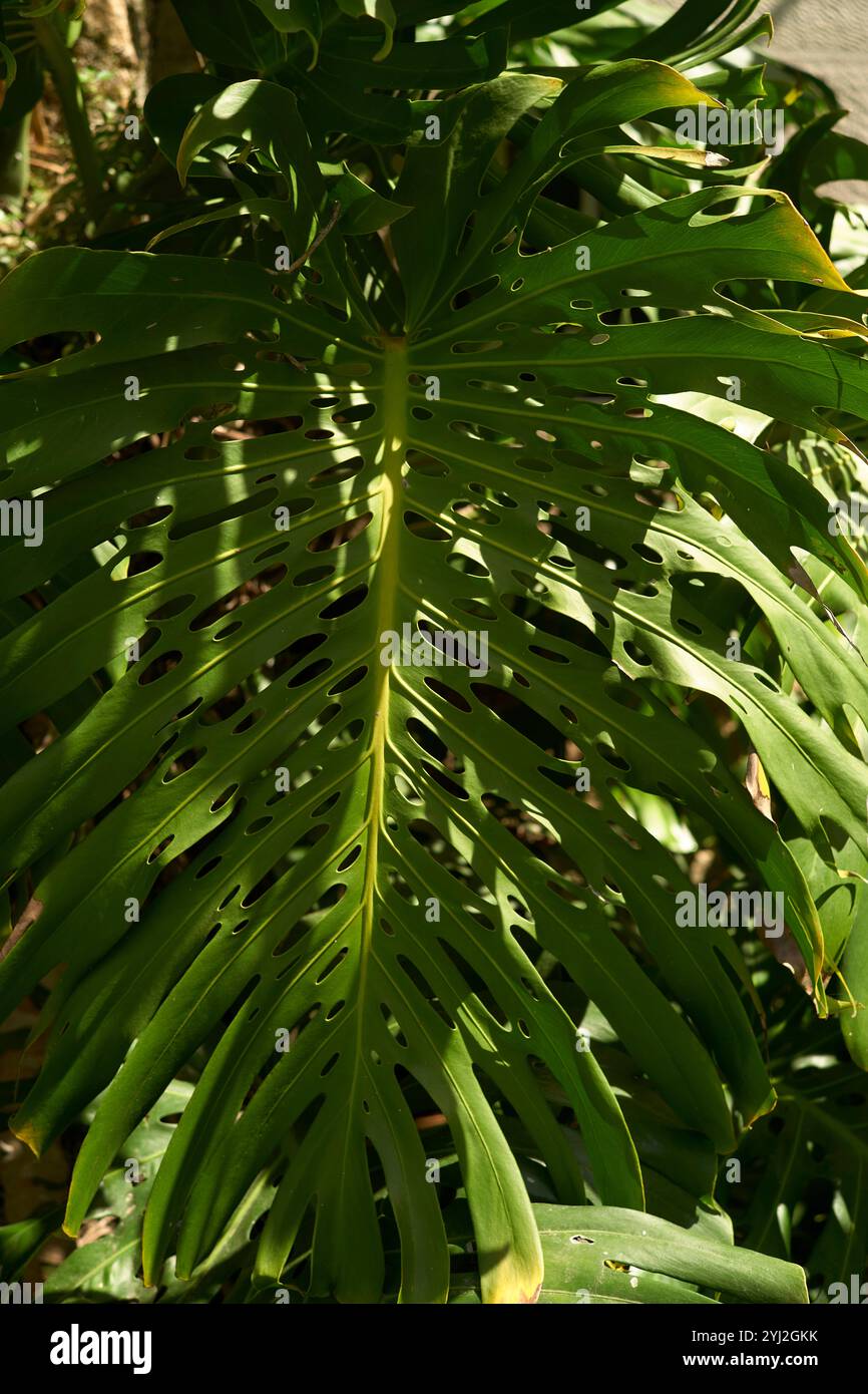 Foglie verdi di Monstera con buchi naturali illuminati dalla luce del sole, Portogallo Foto Stock