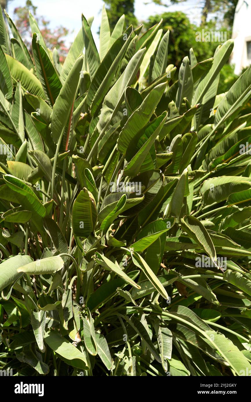 Verde pianta tropicale con foglie allungate che fioriscono in un giardino, il Portogallo Foto Stock