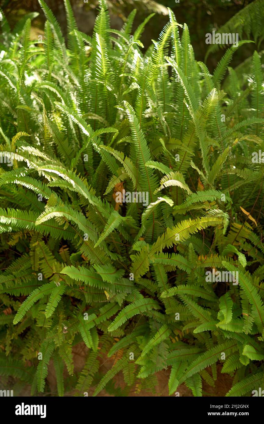 Le felci verdi lussureggianti si crogiolano alla luce del sole in un tranquillo ambiente boschivo, il Portogallo Foto Stock