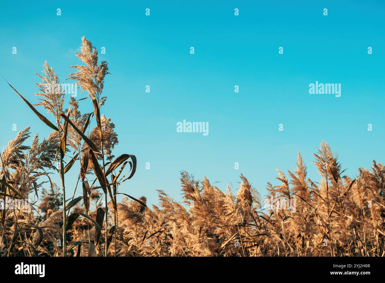 Erba di Pampas all'aperto, canne comuni o Phragmites australis in colori pastello chiari, messa a fuoco selettiva Foto Stock