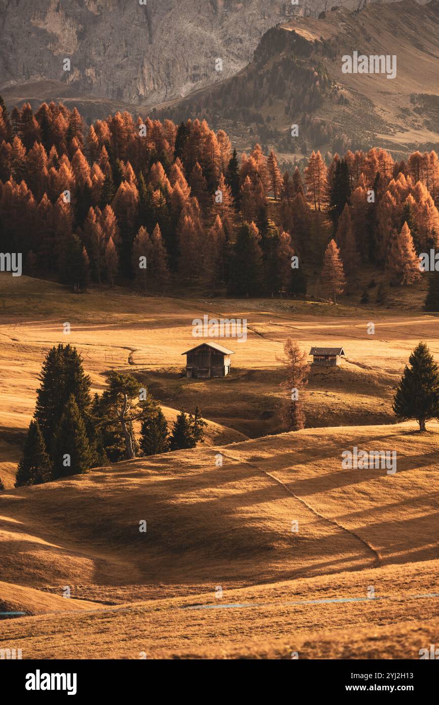 Herbststimmung auf der Seiseralm, der größten Hochalm Europas, in den Südtiroler Dolomiten in Italien, rund 20 km nordöstlich von Bozen und oberhalb der bekannten Tourismus-Orte Seis am Schlern, Castelrotto und St. Ulrich in Gröden am 09.11.2024 mit Blick auf Sellagruppe und Langkofelgruppe. // atmosfera autunnale sul Seiseralm, il più grande alpeggio d'Europa, nelle Dolomiti altoatesine in Italia, a circa 20 km a nord-est di Bolzano e sopra le rinomate località turistiche di Siusi allo Sciliar, Castelrotto e Sant'Ulrico in Val Gardena il 9 novembre 2024 con vista sul Sella gro Foto Stock