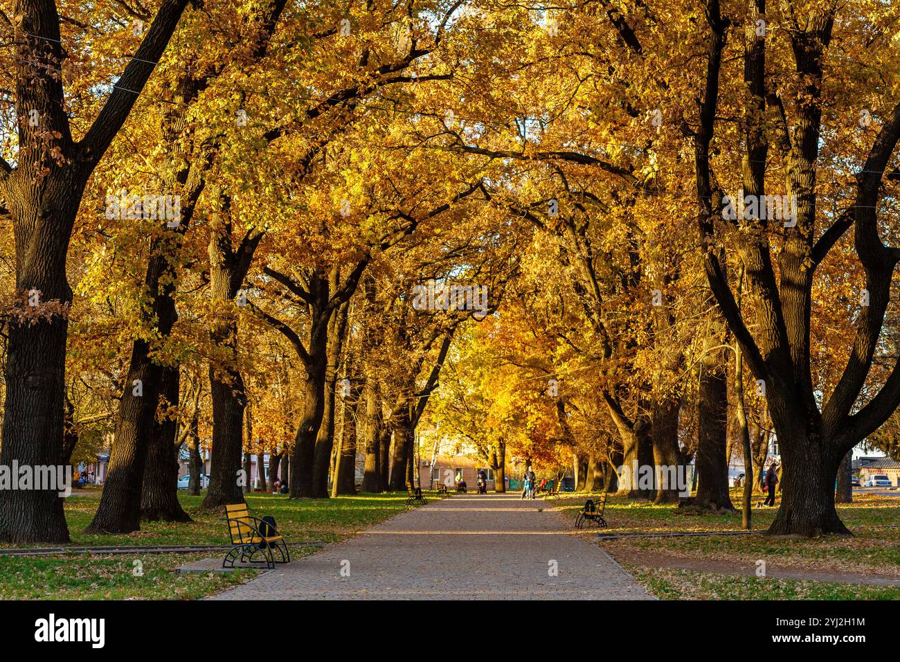 Vicolo autunnale con foglie gialle nel parco. Un bel vicolo in un parco autunnale. Panchine gialle e foglie gialle colorate sugli alberi. Stagione autunnale Foto Stock