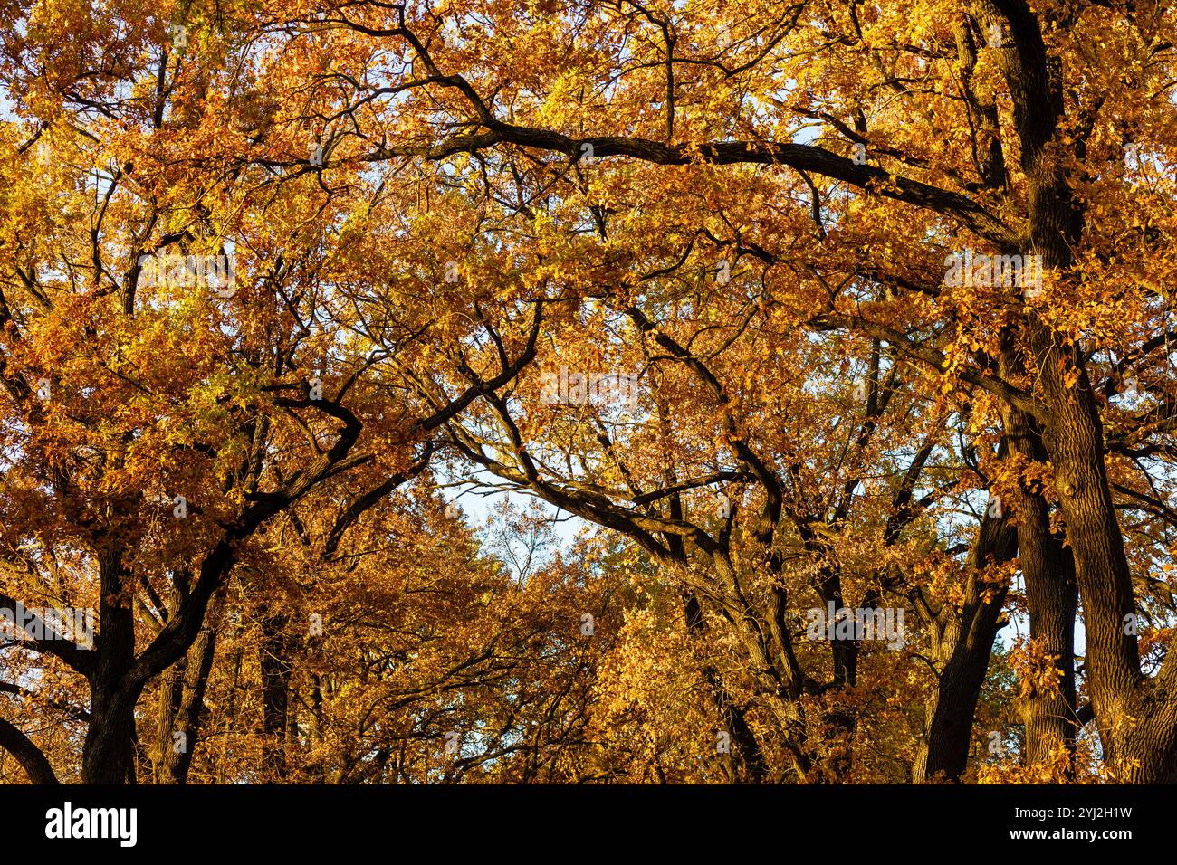 Le cime degli alberi nella foresta autunnale. Quercia con foglie d'autunno d'arancia. Foglie di quercia autunnale su un ramo di quercia illuminato dal sole. Foto Stock