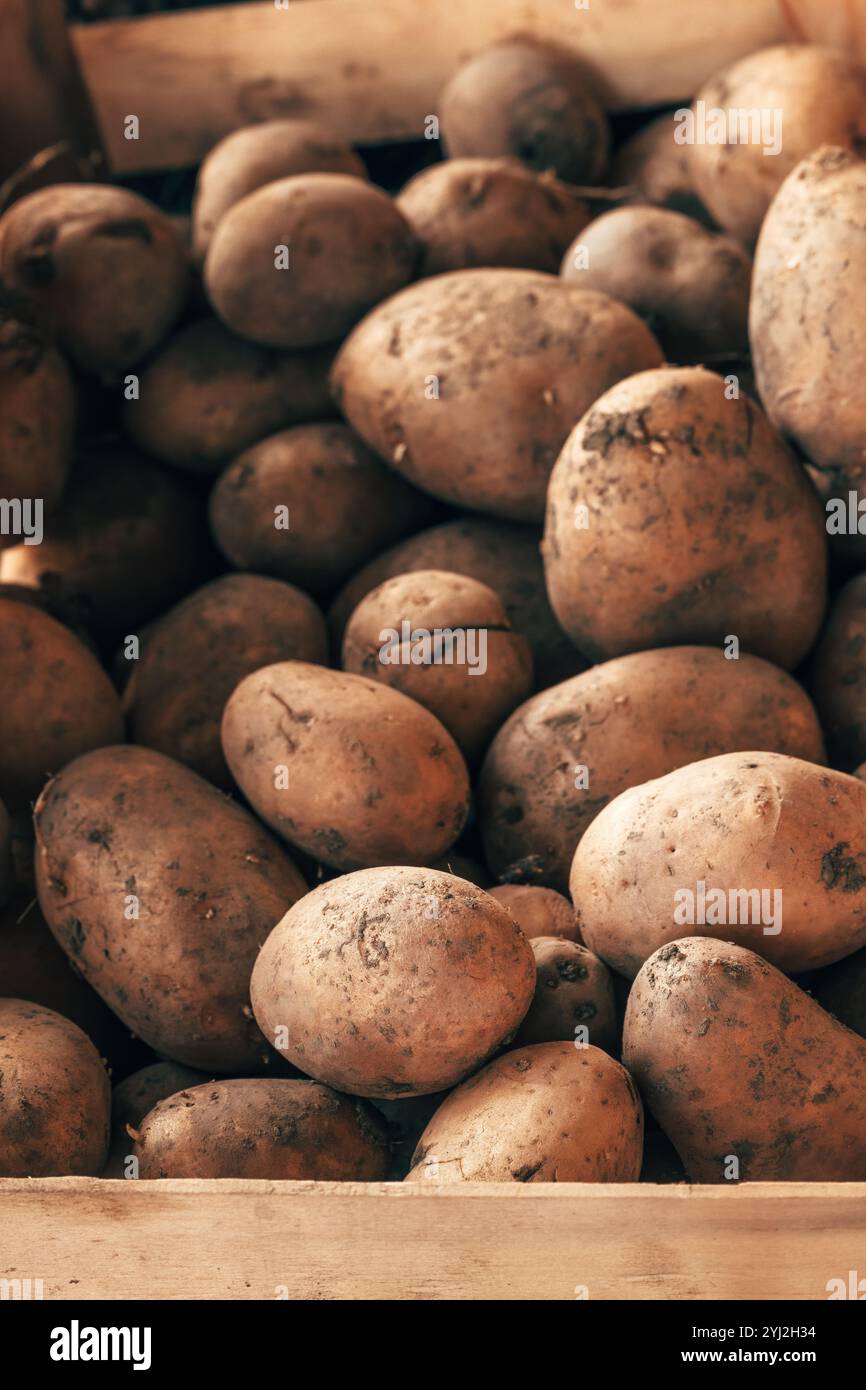 Un mucchio di radici di coltura di patate crude sul mercato agricolo, attenzione selettiva Foto Stock