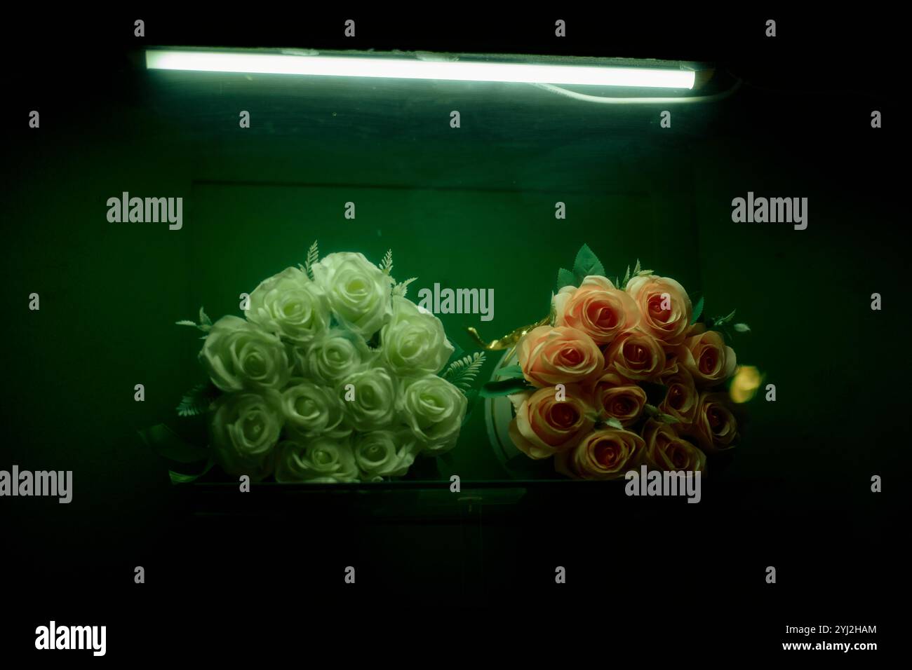 Due mazzi di rose bianche e di pesca illuminate sotto una luce verde al neon in uno spazio buio Foto Stock